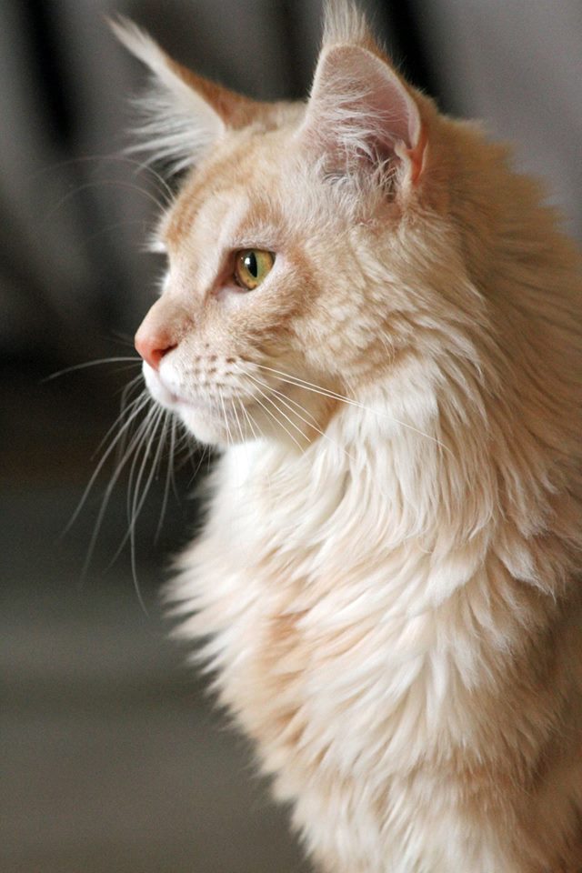 Whispurridge Cattery Maine Coon Picture