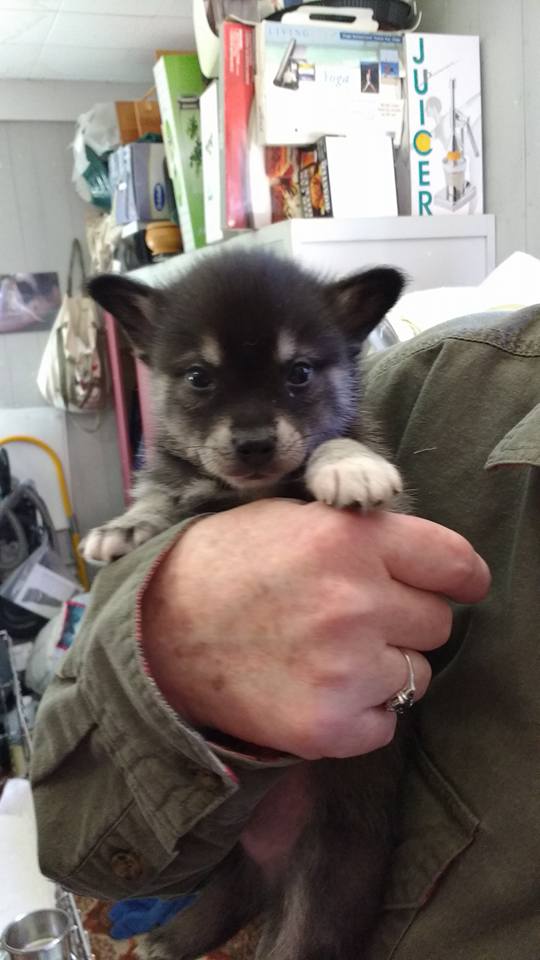 Alaskan Klee Kai Picture