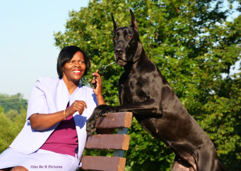 Unity Great Danes Great Dane Picture