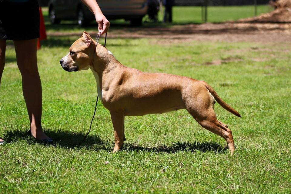 American Staffordshire Terrier Picture