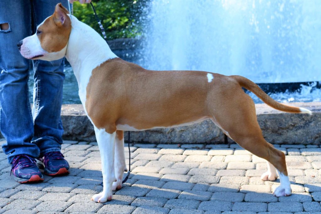 American Staffordshire Terrier Picture