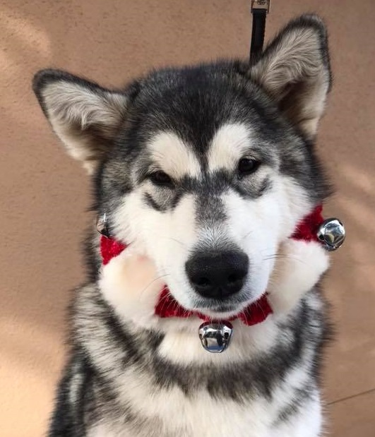 Alaskan Malamute Picture