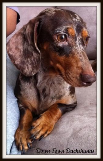 Dachshund (Toy, Miniature, Standard) Picture