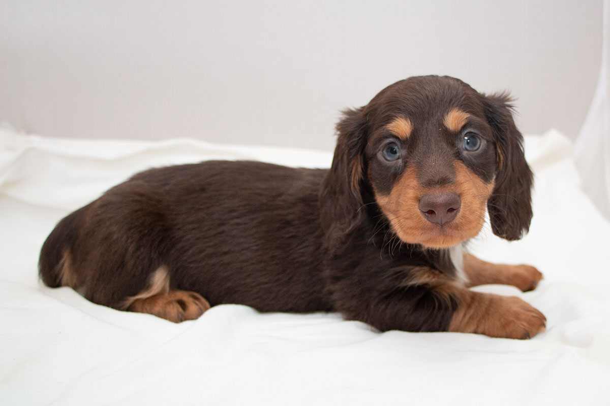 Dachshund (Toy, Miniature, Standard) Picture