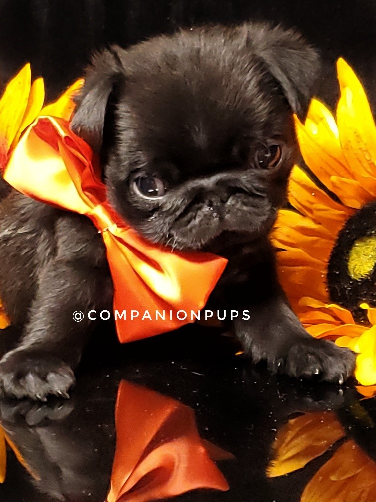 Companion Pups Pug Picture