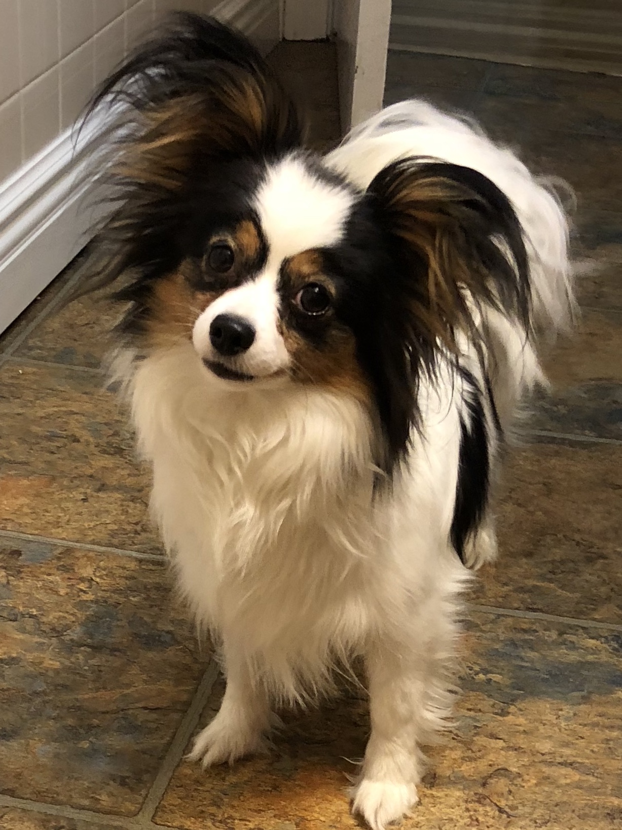 A Breed Apart Papillon Picture