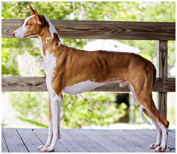 Abbaio Ibizan Hounds	 Ibizan Hound Picture