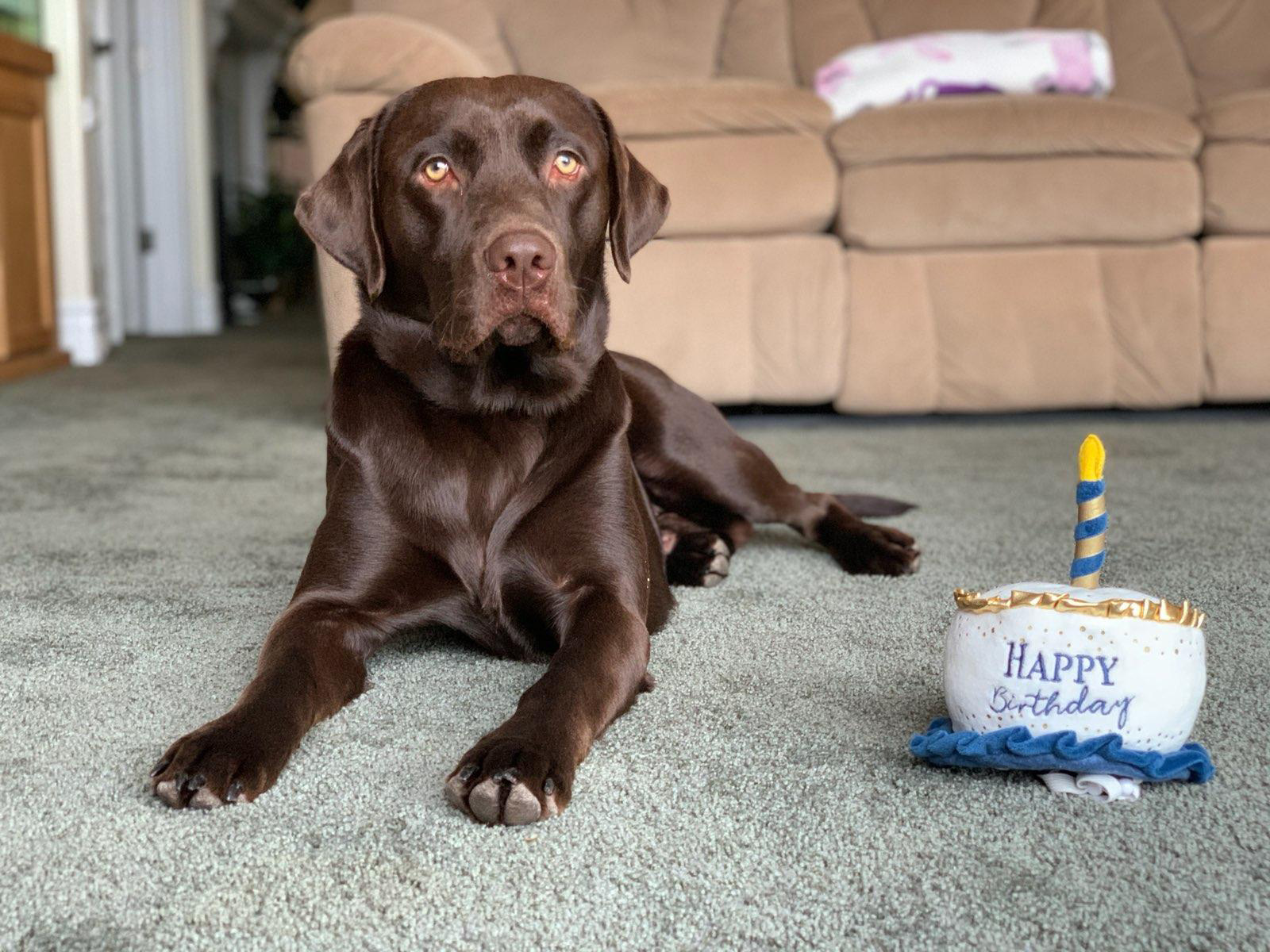 Labrador Retriever Picture