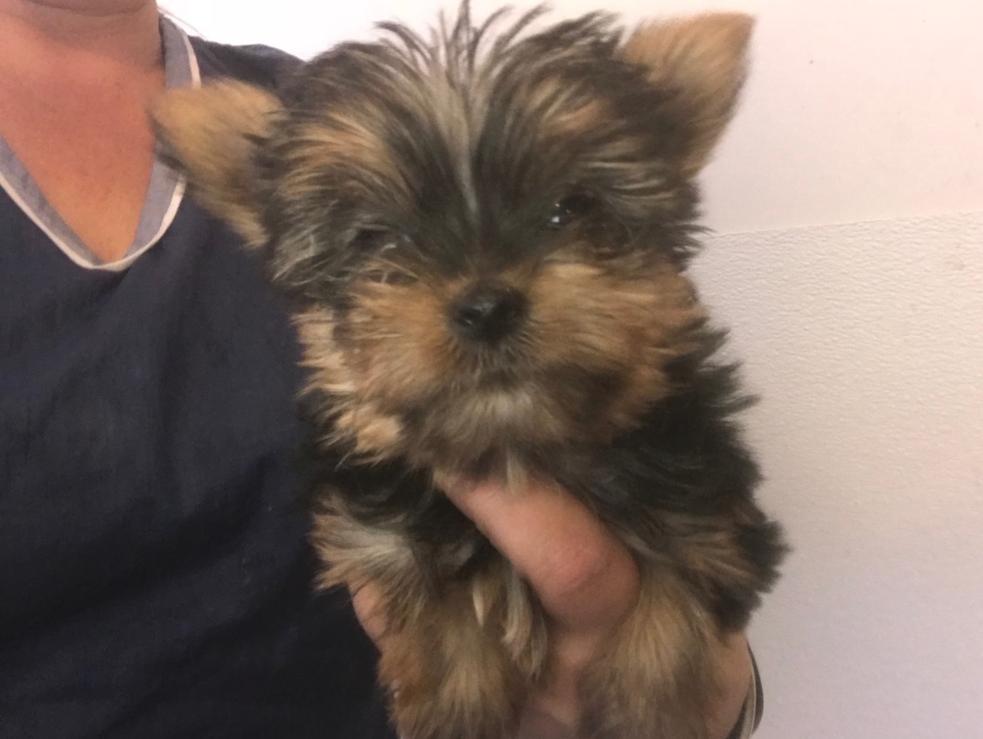 lil Haven Kennel Yorkshire Terrier Picture