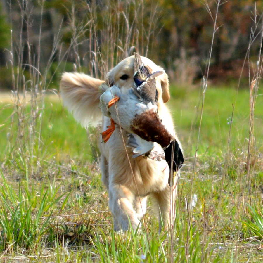 Royal River Retrievers Golden Retriever Picture