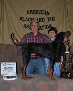 Black and Tan Coonhound Picture