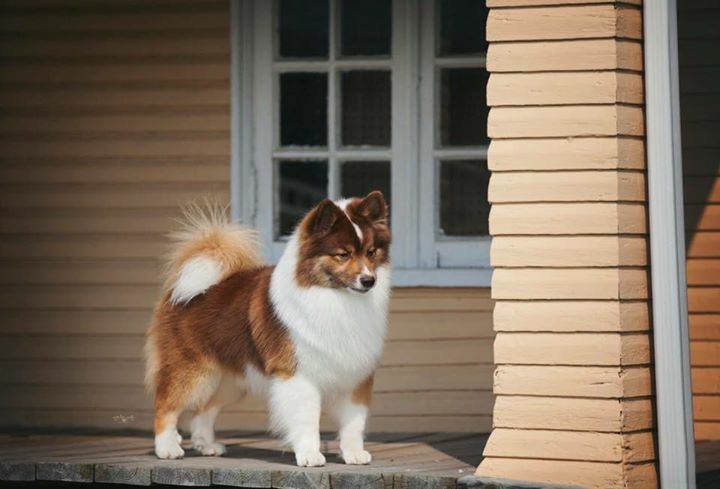 Icelandic Sheepdog Picture