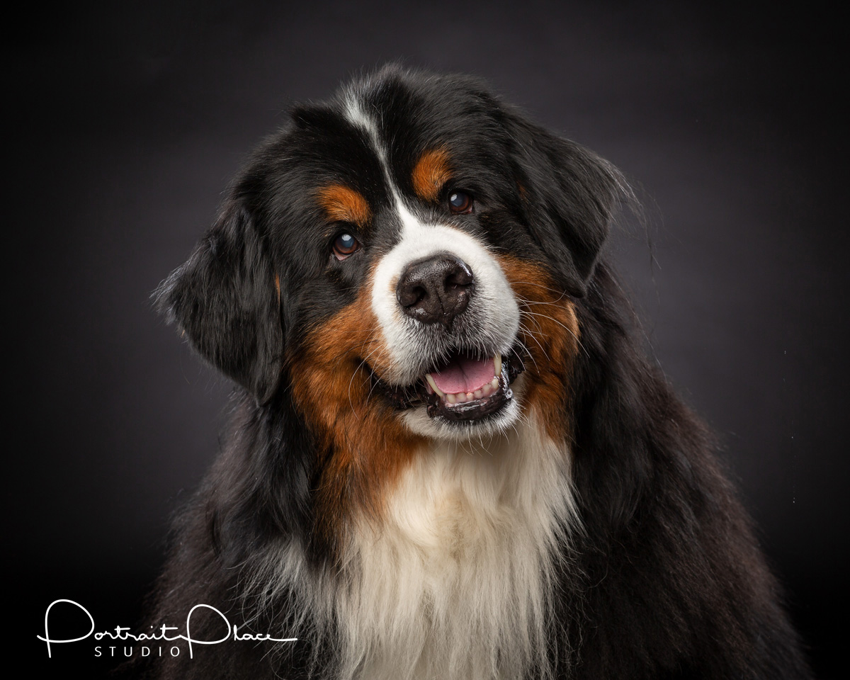Bernese Mountain Dog Picture