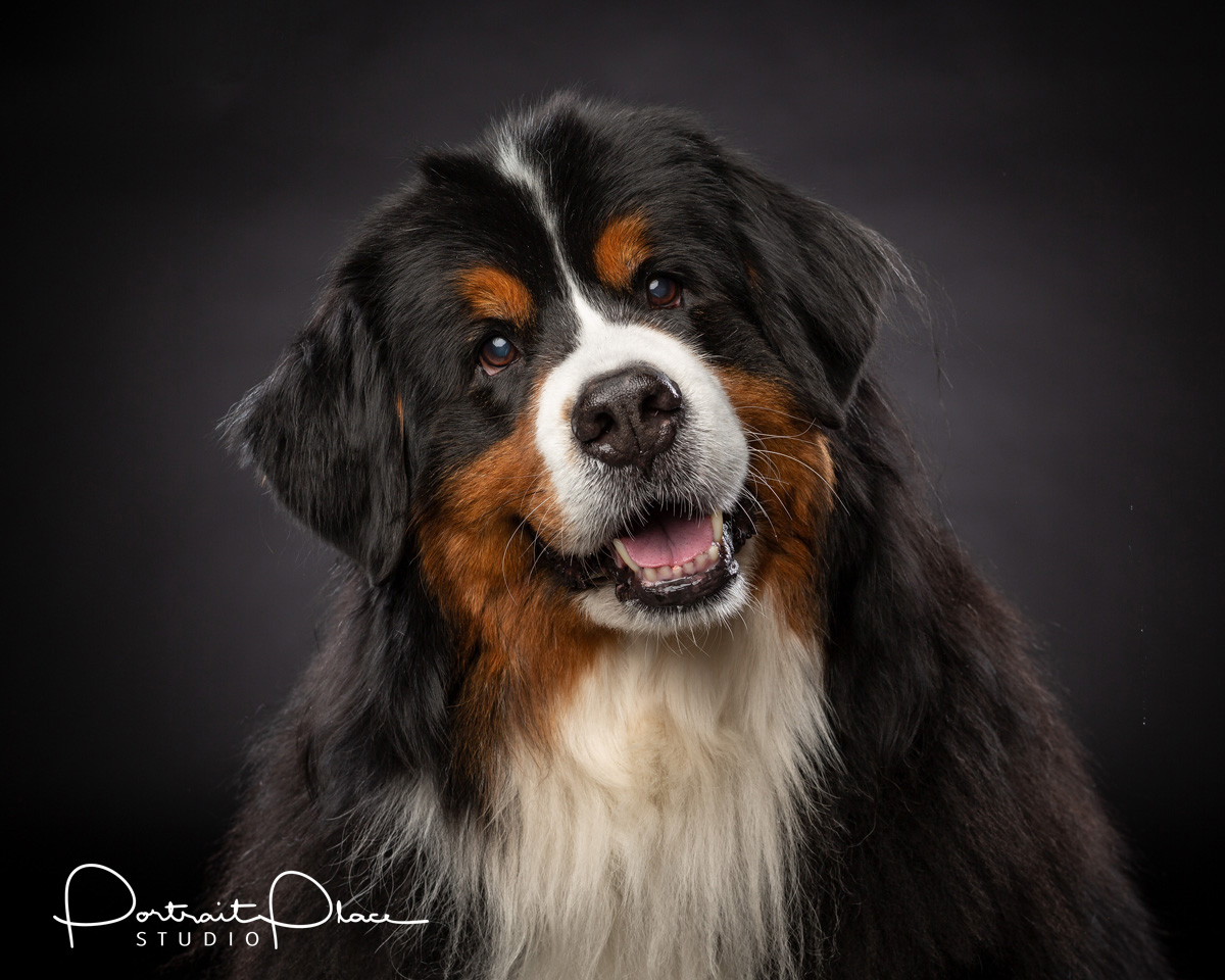 Devon\'s Berners Bernese Mountain Dog Picture