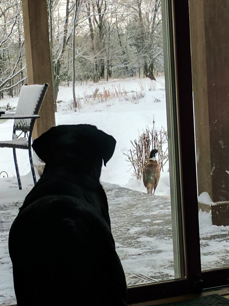 MOONLIGHTER LABRADORS Labrador Retriever Picture