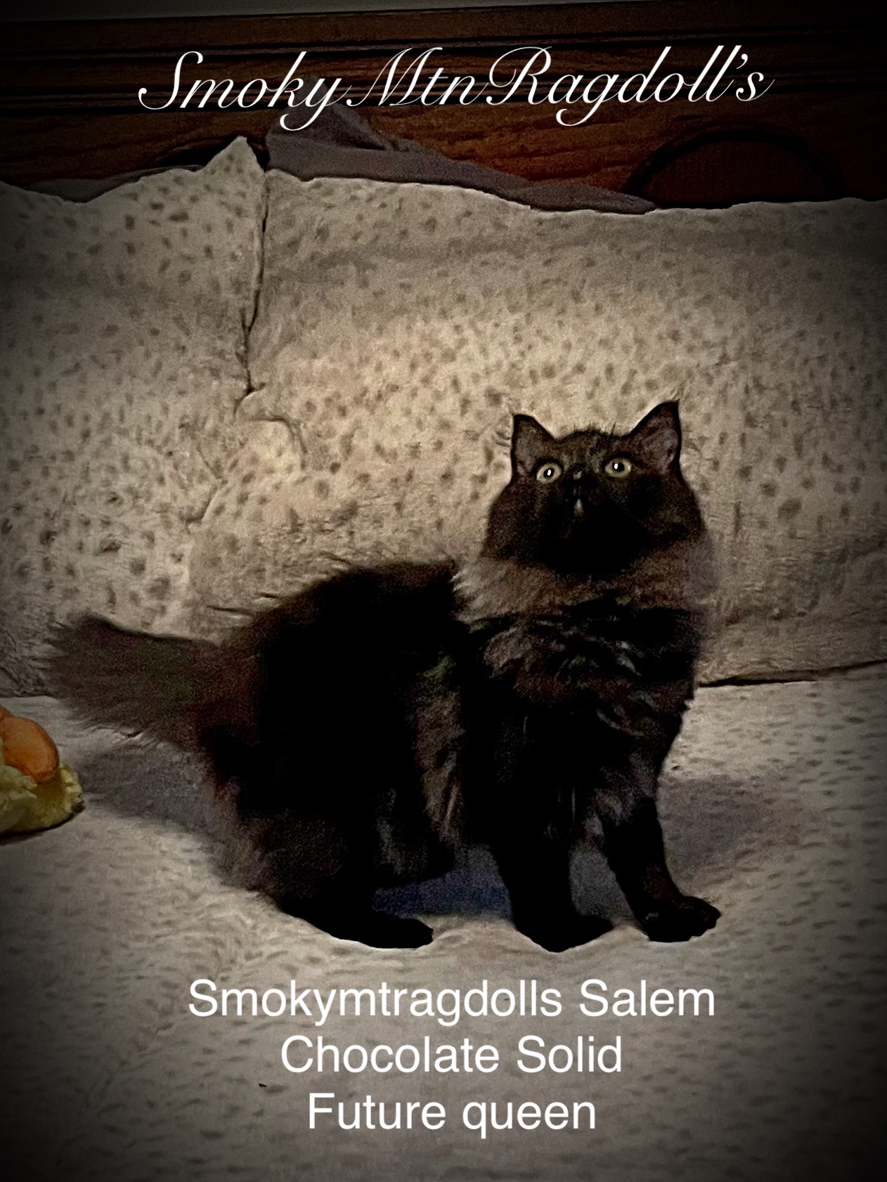 SmokyMtnRagdoll’s Ragdoll Picture