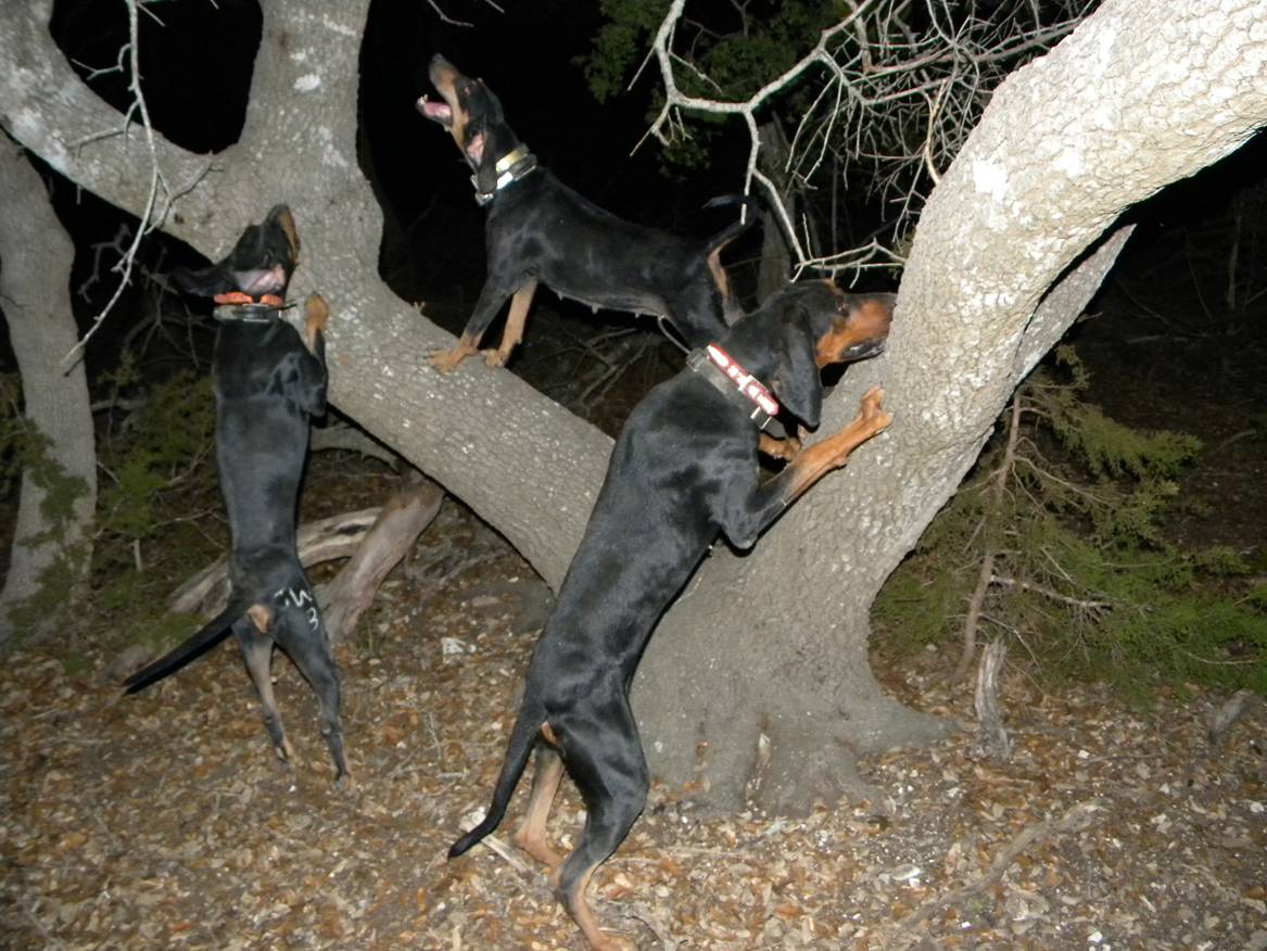 Black and Tan Coonhound Picture