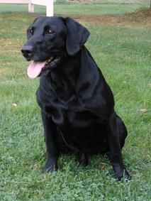 Labrador Retriever Picture