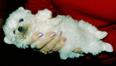 Bichon Frise Bichon Frise Picture