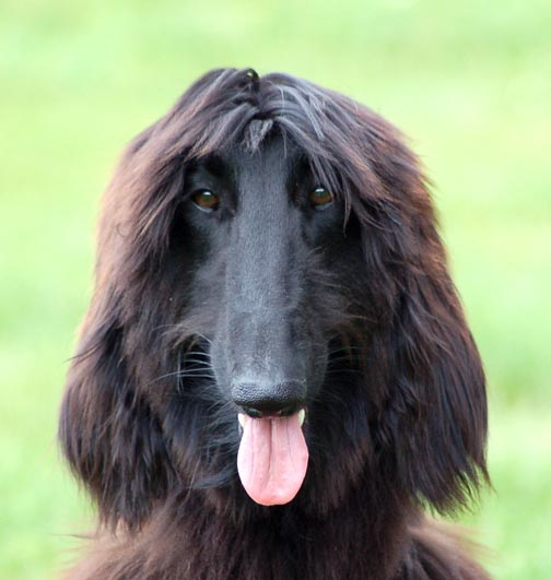Afghan Hound Picture