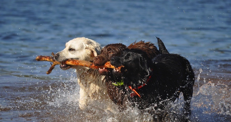 MOONLIGHTER LABRADORS Labrador Retriever Picture