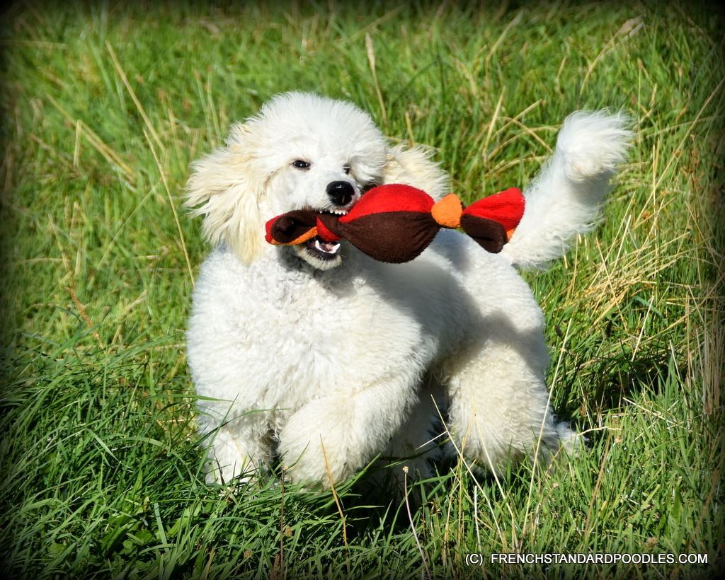 French Standard Poodles Poodle (Standard) Picture