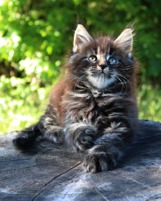 Mountain Fork Maine Coon Picture