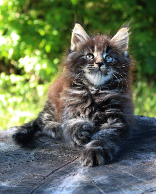 Maine Coon Picture