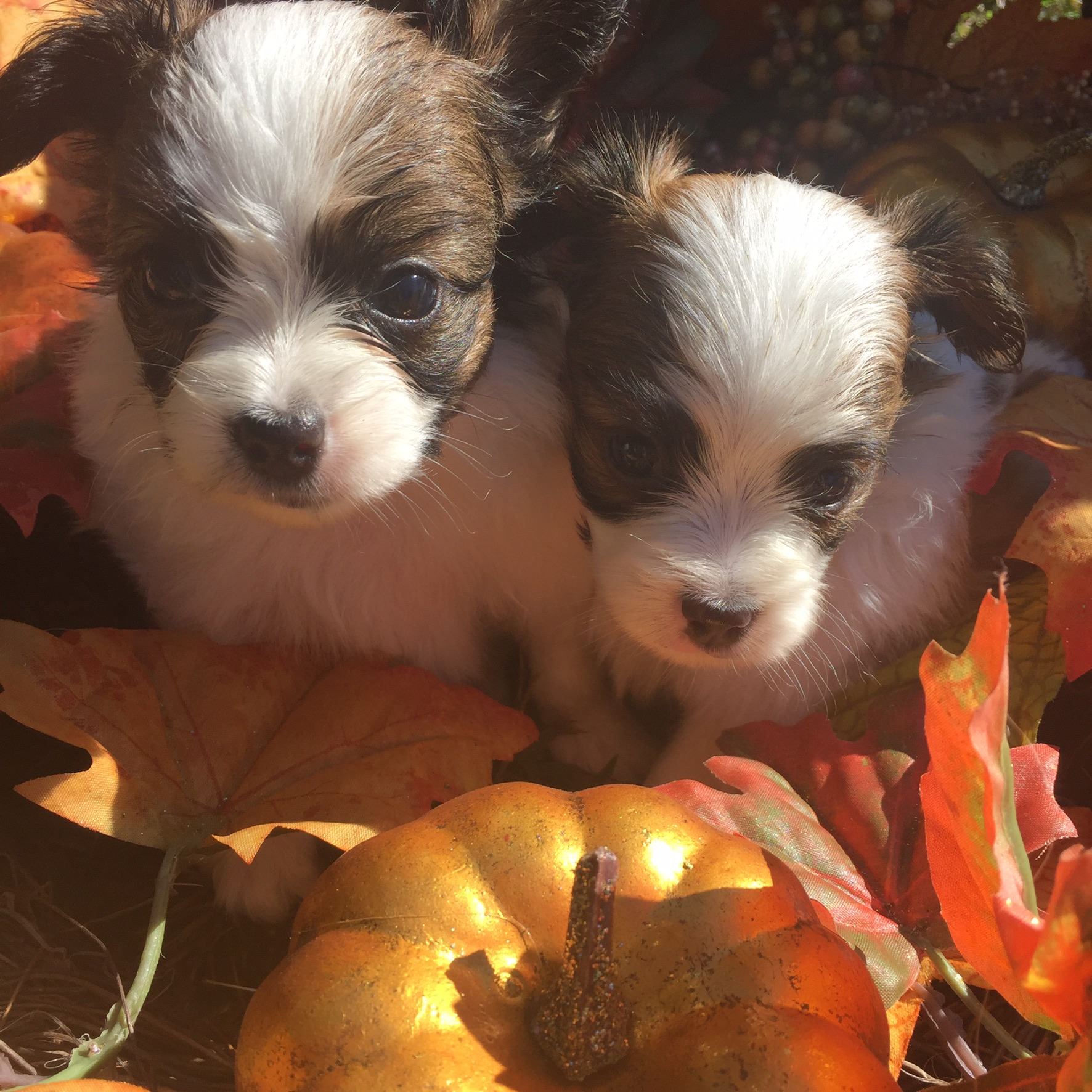 A Breed Apart Papillon Picture