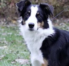 Border Collie Picture