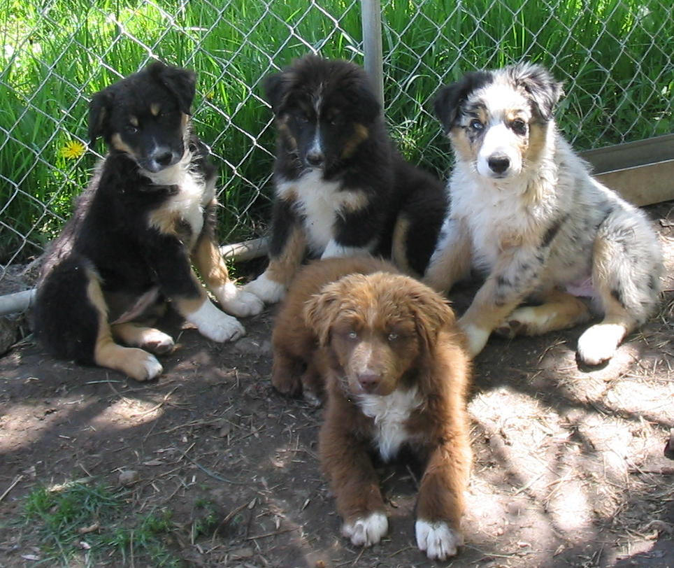 COPPER ROSE KENNELS Australian Shepherd Picture