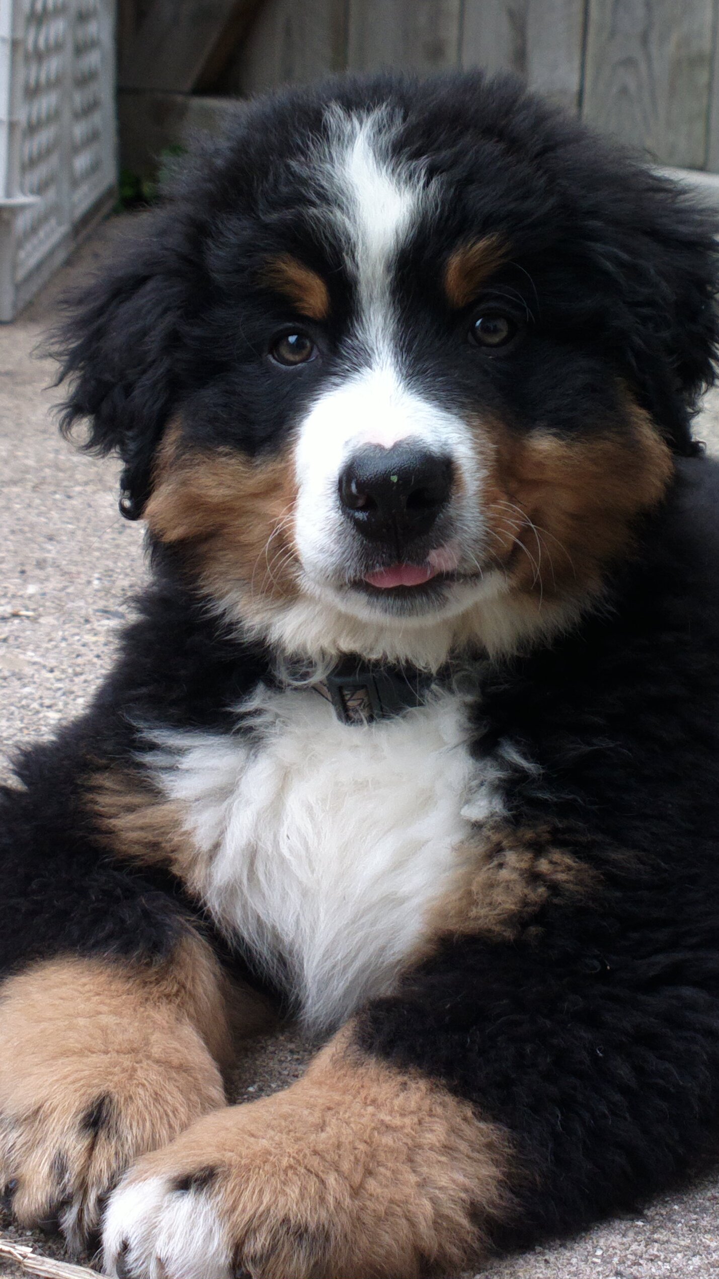 Devon\'s Berners Bernese Mountain Dog Picture