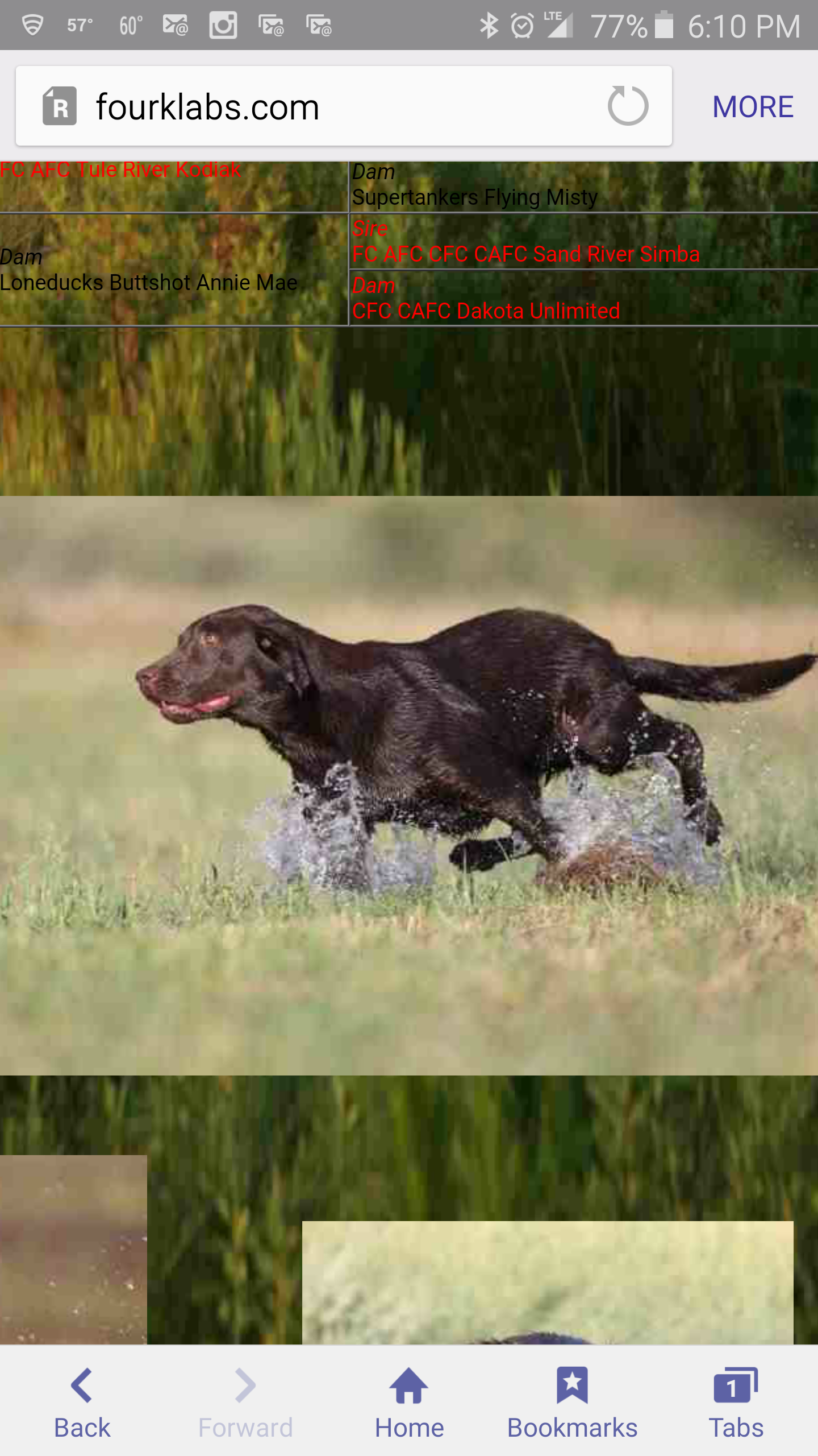 4K Labradors Labrador Retriever Picture