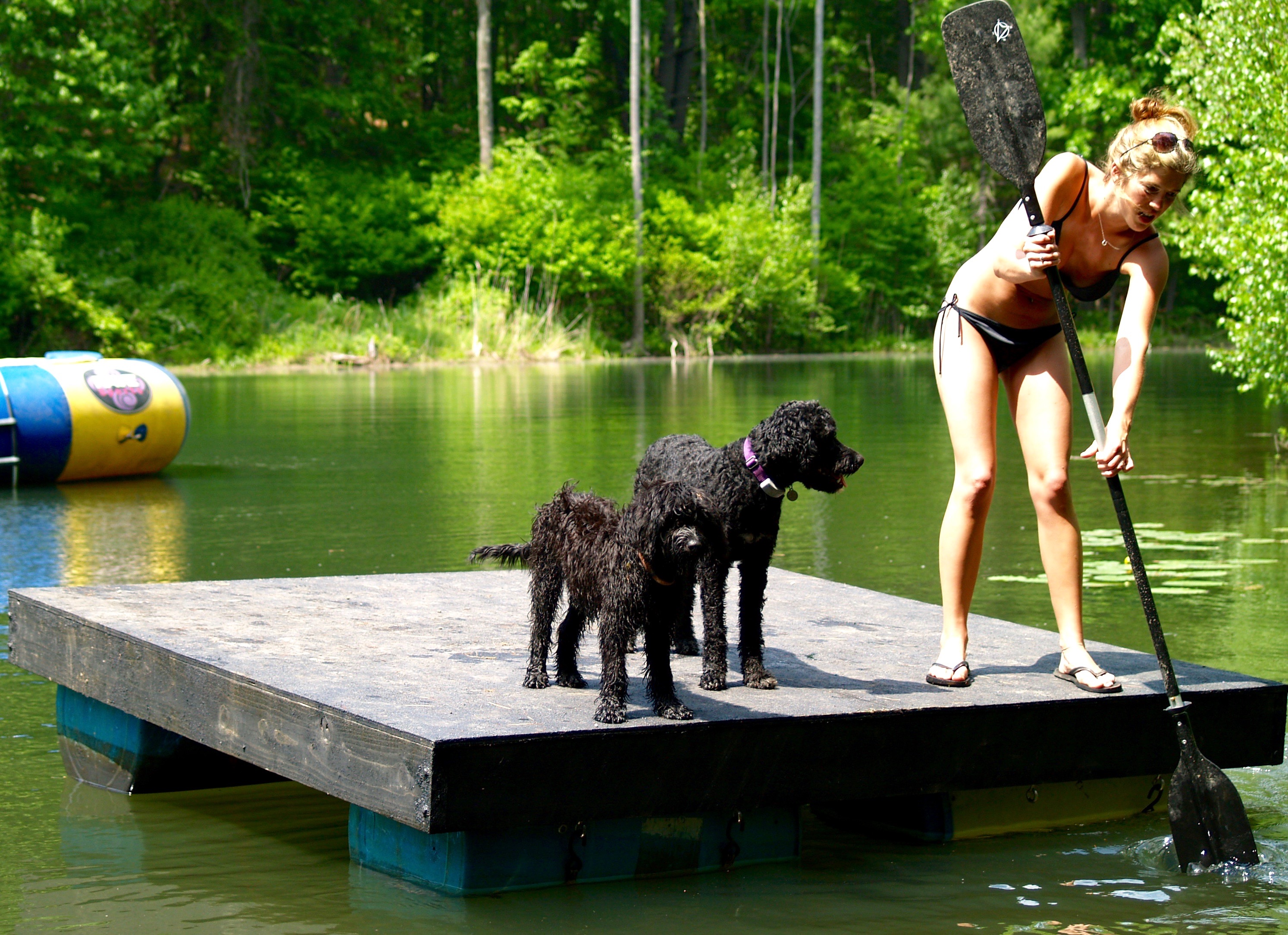 Sea Dog Kennels Portuguese Water Dog Picture