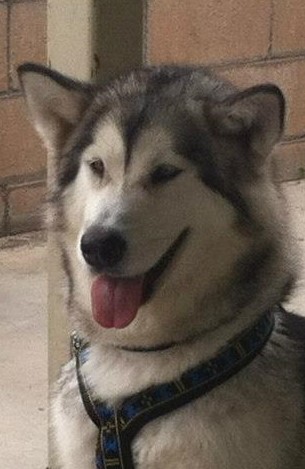 Alaskan Malamute Picture