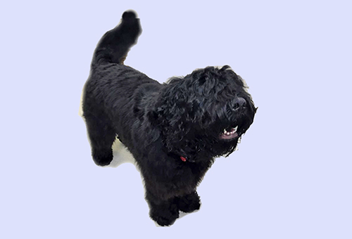 Black Russian Terrier Picture