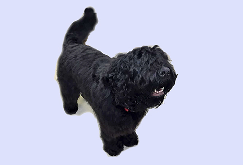 Black Russian Terrier Black Russian Terrier Picture