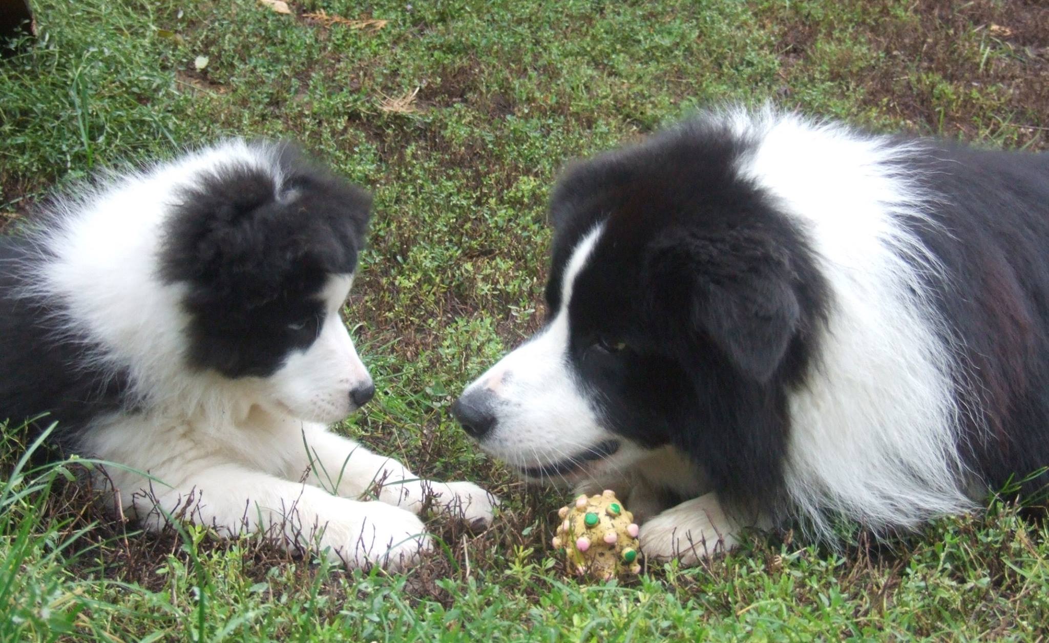 Border Collie Picture