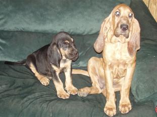 Bloodhound Bloodhound Picture