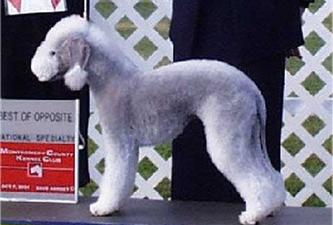 ASHCROFT BEDLINGTONS Bedlington Terrier Picture