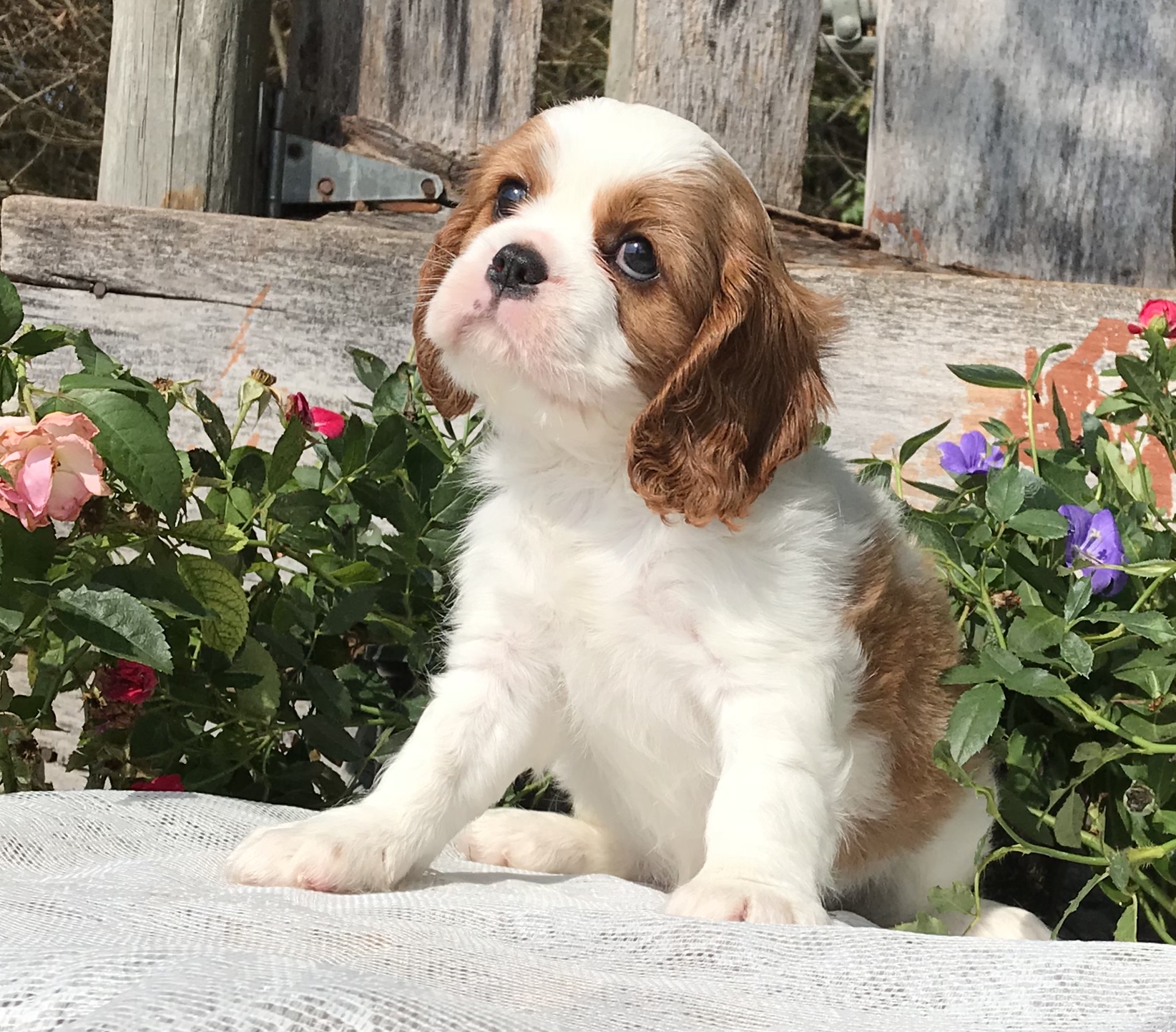 Fieldstone Cavaliers Cavalier King Charles Spaniel Picture