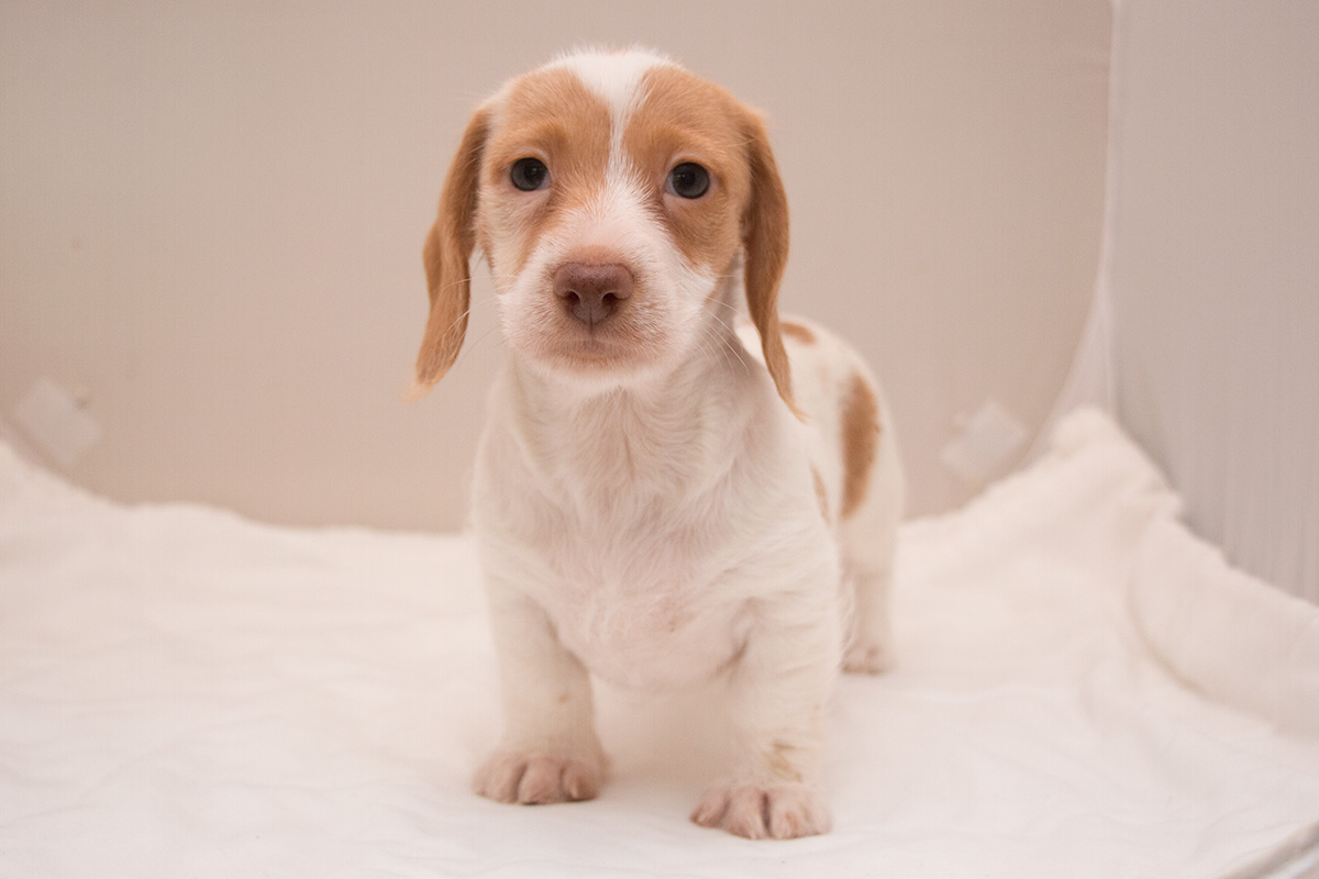 Dachshund (Toy, Miniature, Standard) Picture