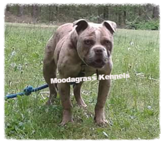 Moodagrass Kennels Alapaha Blue Blood Bulldog Picture