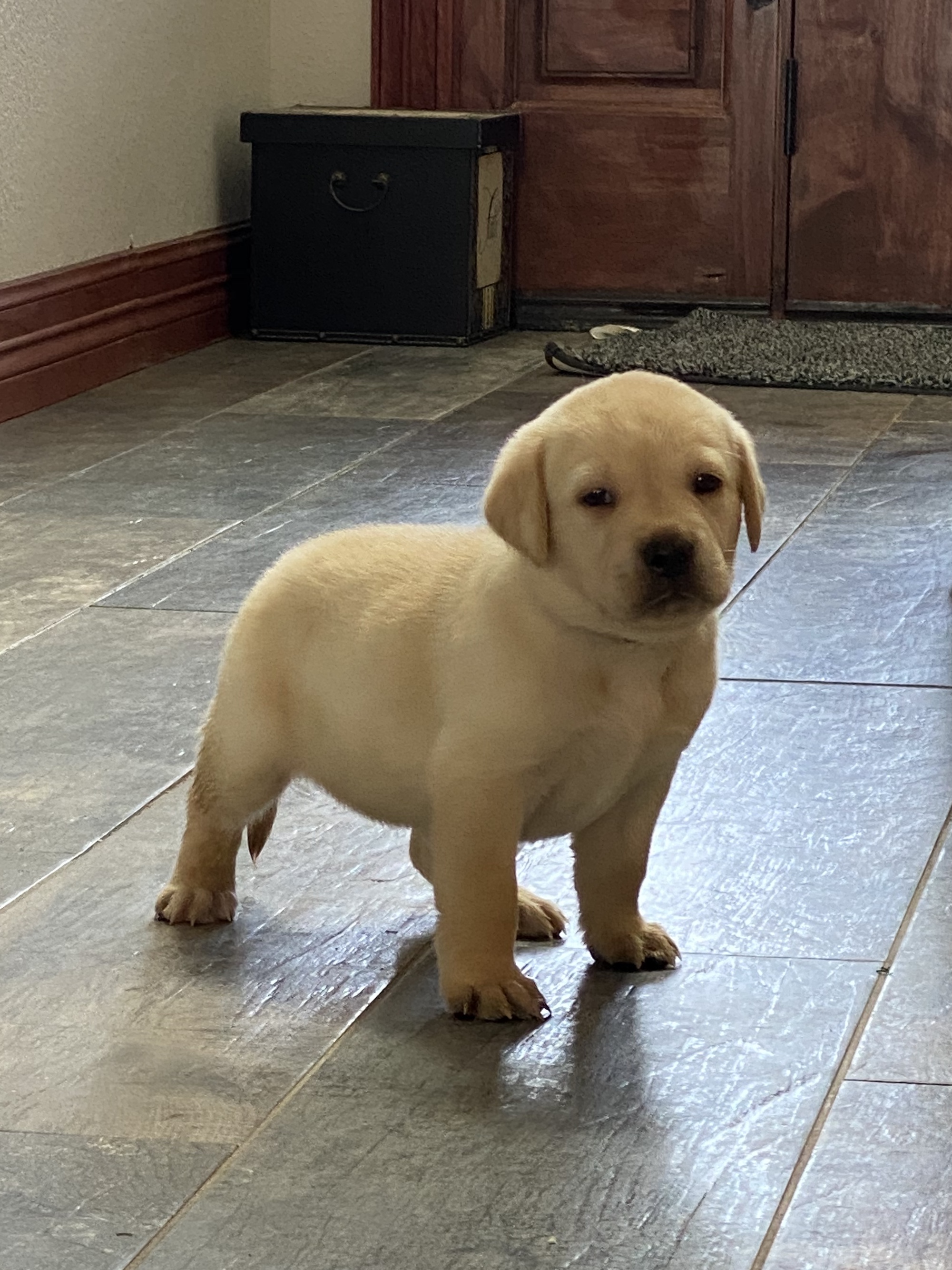 Martin Labradors of Houston Labrador Retriever Picture