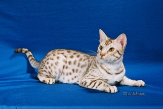 Ocicat Picture