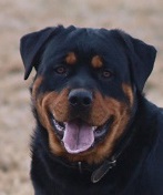 Fabrizius Farm Rottweiler Picture