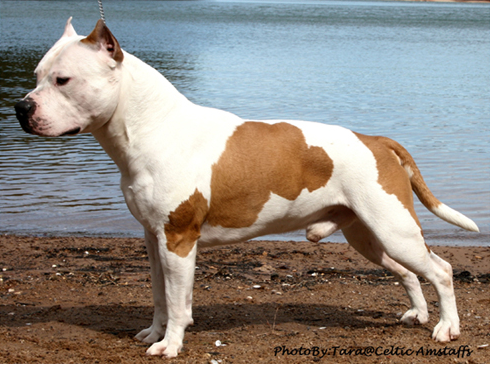 Ambition AmStaffs American Staffordshire Terrier Picture