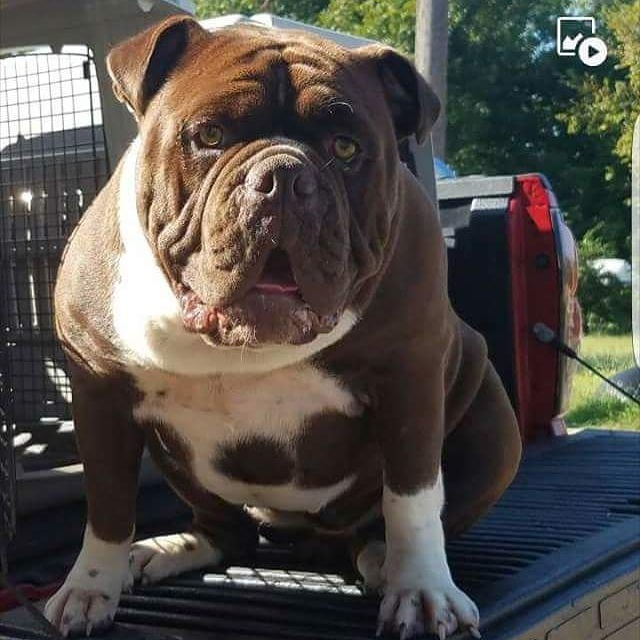 Alapaha Blue Blood Bulldog Picture