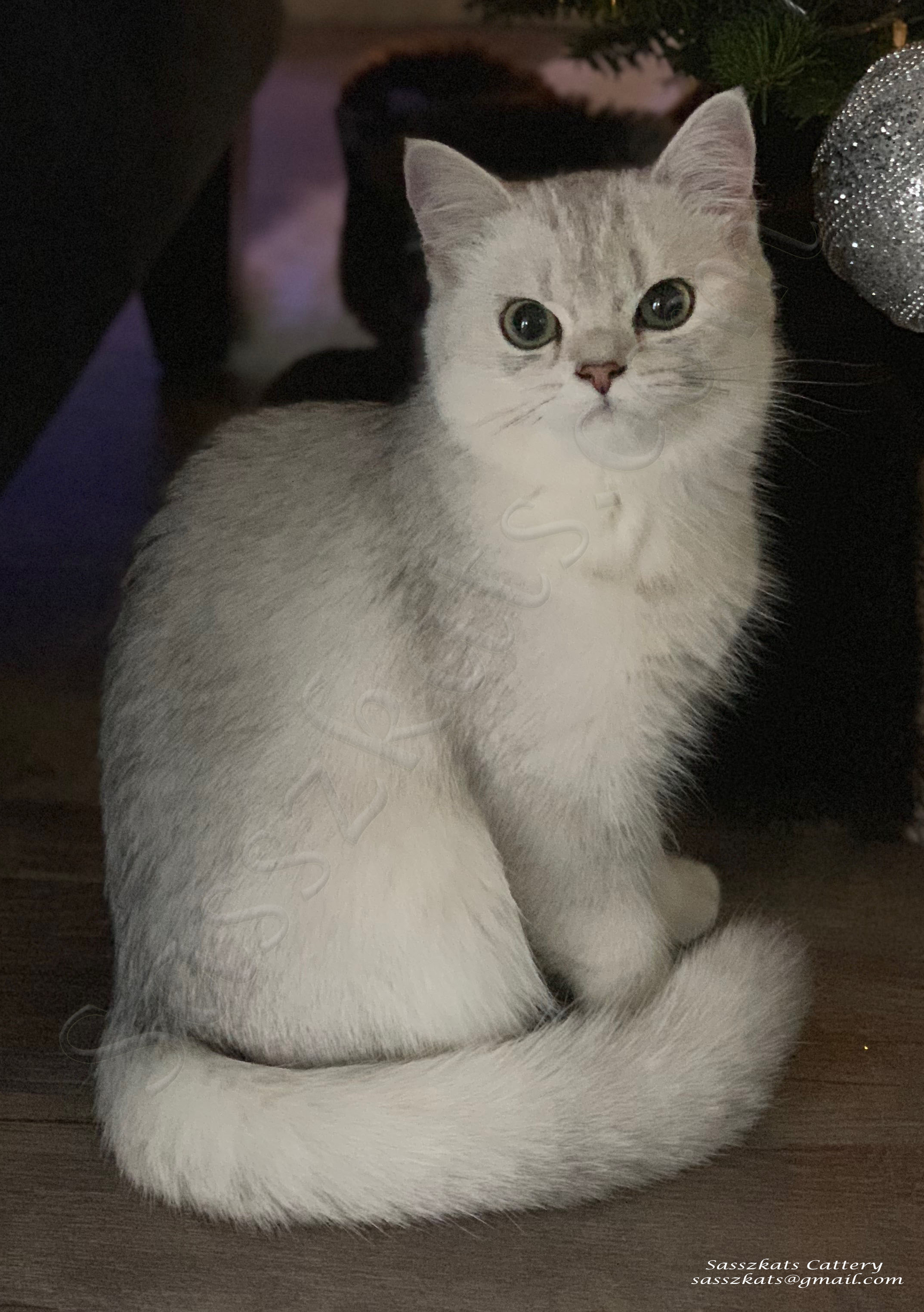 Sasszkats British Shorthair Picture