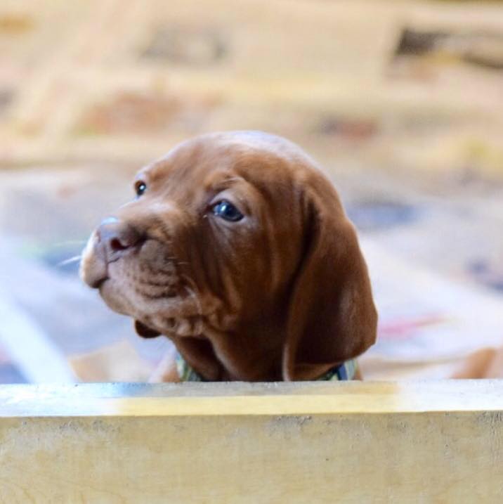 Red Sky Kennel Vizsla Picture